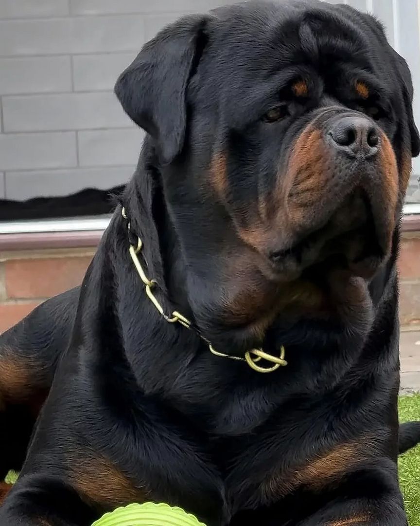 🐾 Rottweiler-Welpen 🐾