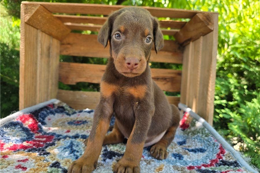 Reinrassige dobermann welpen