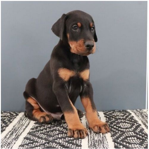 Reinrassige dobermann welpen
