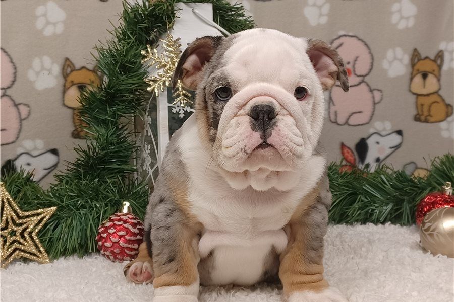 Reinrassige Englische Bulldoggen welpen