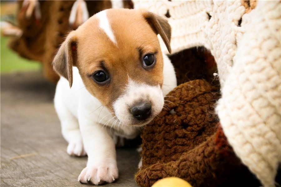 Reinrassige Jack Russell Terrier welpen