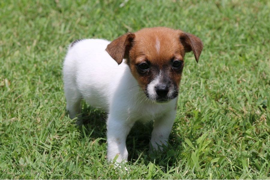 Reinrassige Jack Russell Terrier welpen
