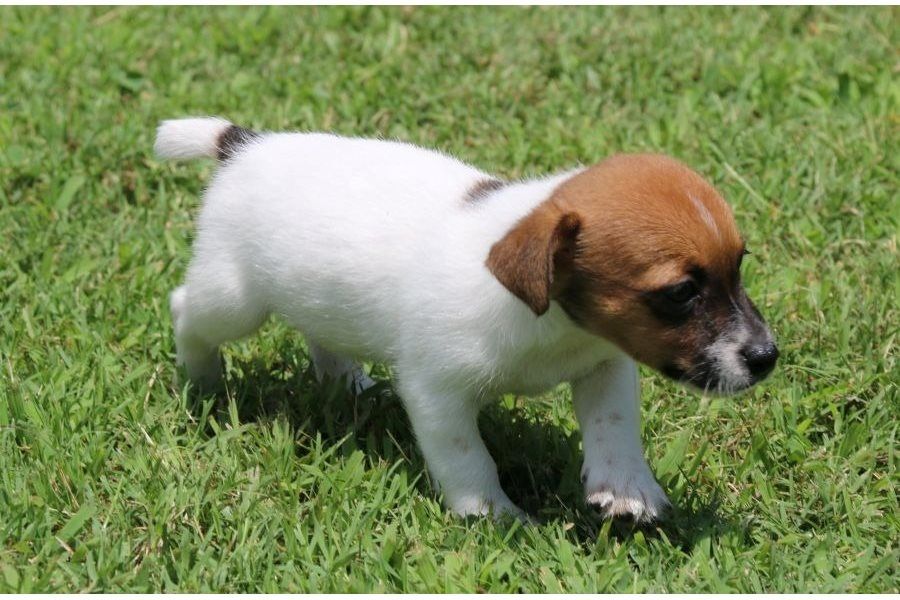 Reinrassige Jack Russell Terrier welpen