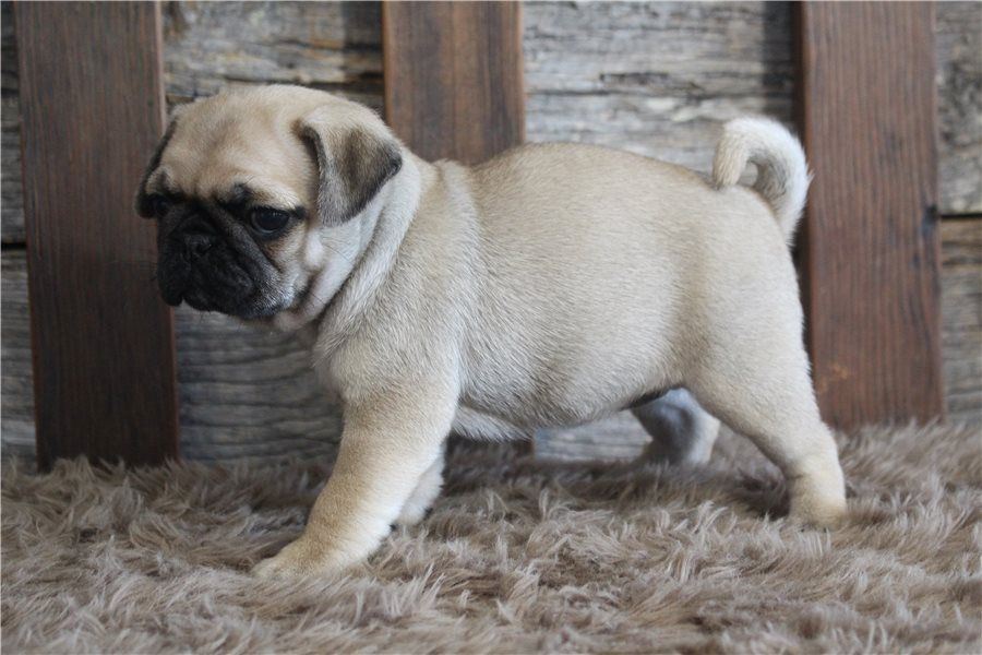 Reinrassige Mops welpen