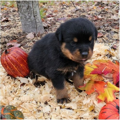 Reinrassige Rottweiler-welpen
