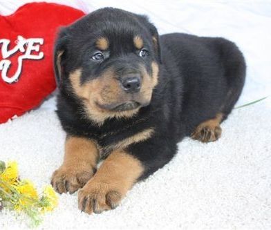 Reinrassige Rottweiler-welpen