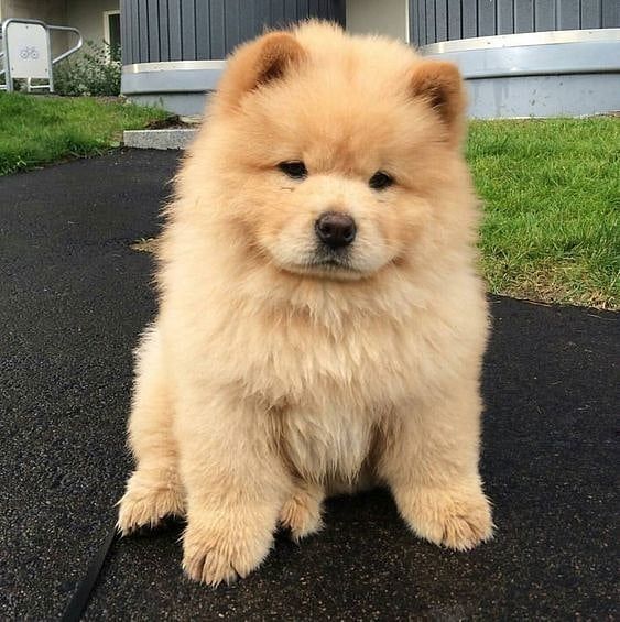 🐾 Chow-Chow-Welpen 🐾