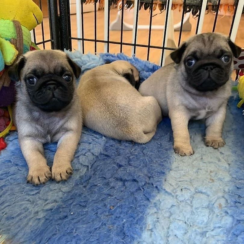 🐾 Entzückende Mops-Welpen 🐶❤️