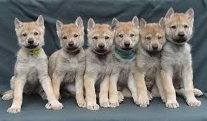 🐾 Welpen des Tschechoslowakischen Wolfhundes 🐾