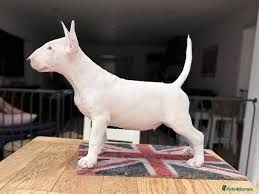 🐾 Bullterrier-Welpen 🐾