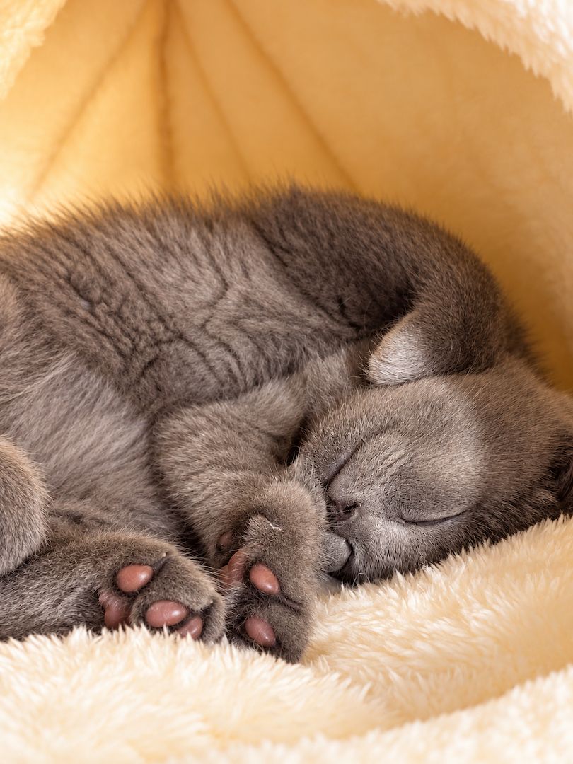 🐾 Kleiner BKH-Kater sucht sein Für-immer-Zuhause ❤️