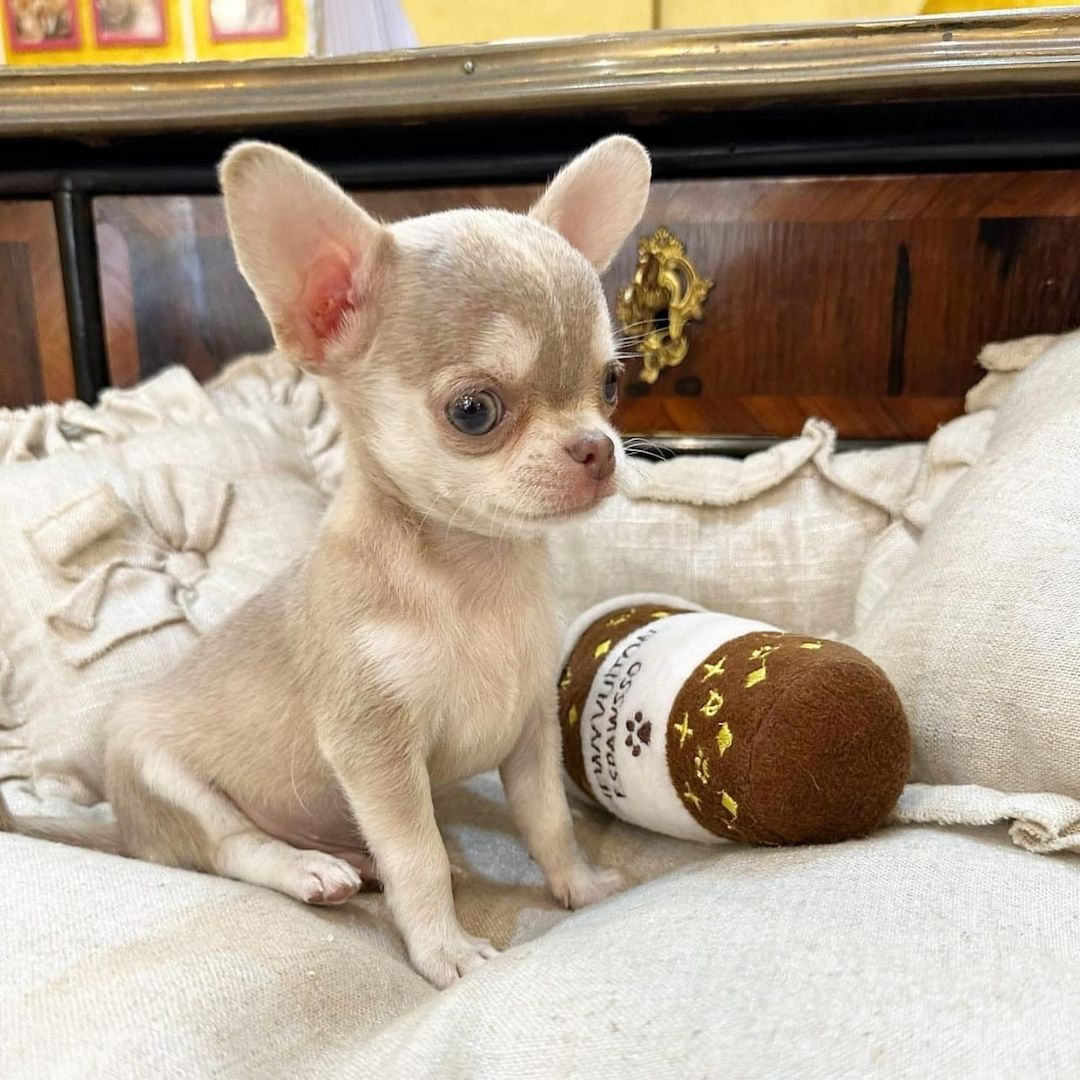 Wunderschöne Chihuahua-Welpen suchen ein liebevolles neues Zuhause