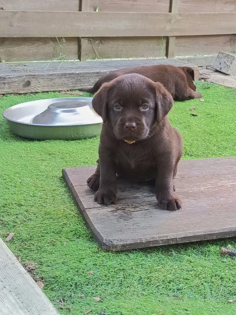 Wunderschöne Labrador-Retriever-Welpen suchen ein liebevolles neues Zuhause