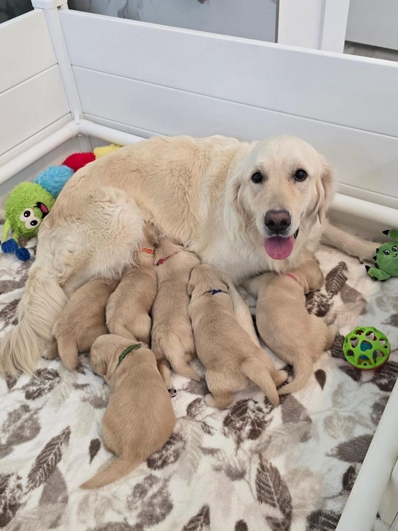 Wunderschöne Golden-Retriever-Welpen suchen ein liebevolles neues Zuhause