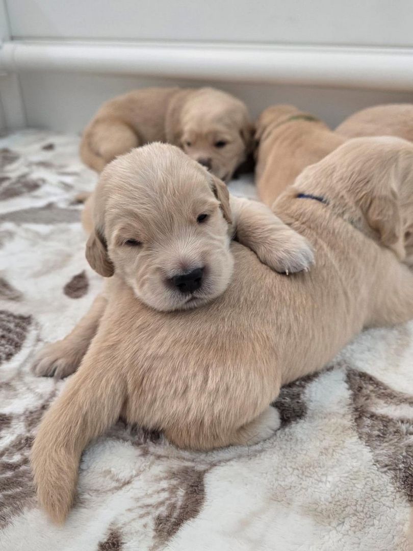 Wunderschöne Golden-Retriever-Welpen suchen ein liebevolles neues Zuhause