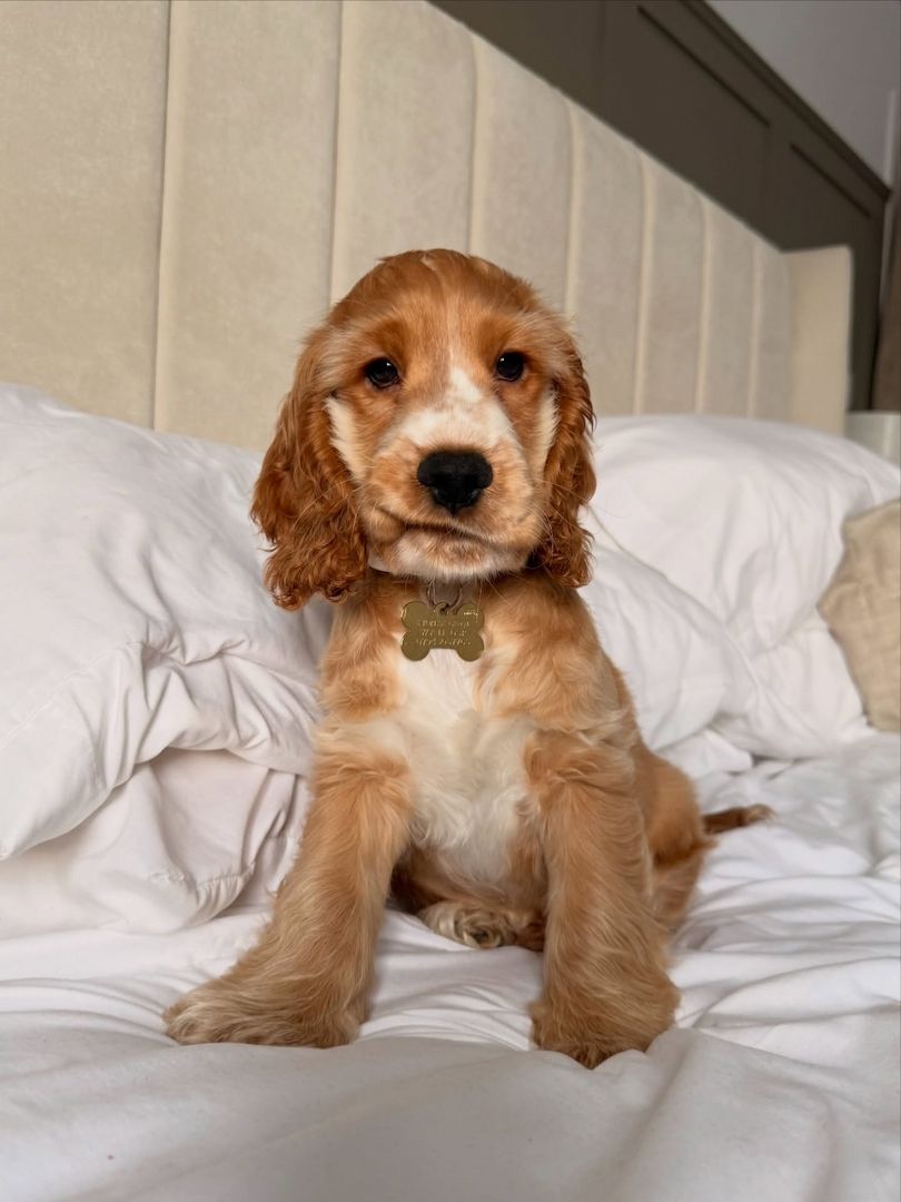 Wunderschöne Cocker-Spaniel-Welpen suchen ein liebevolles neues Zuhause