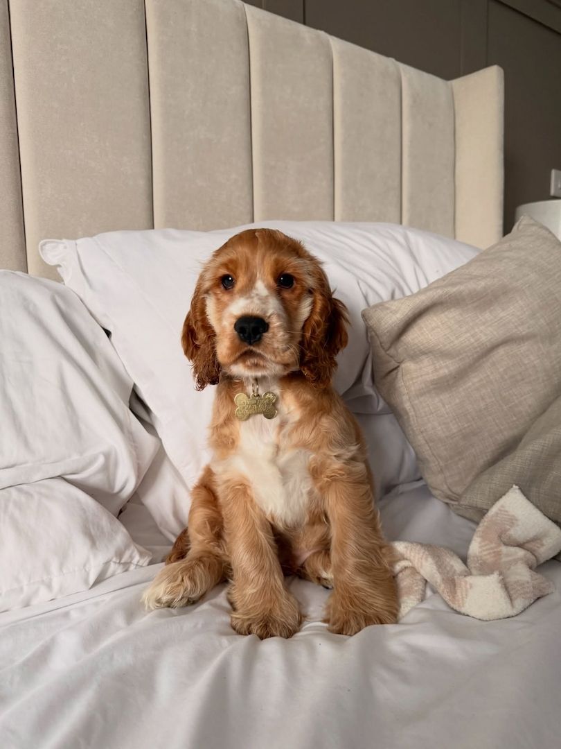 Wunderschöne Cocker-Spaniel-Welpen suchen ein liebevolles neues Zuhause