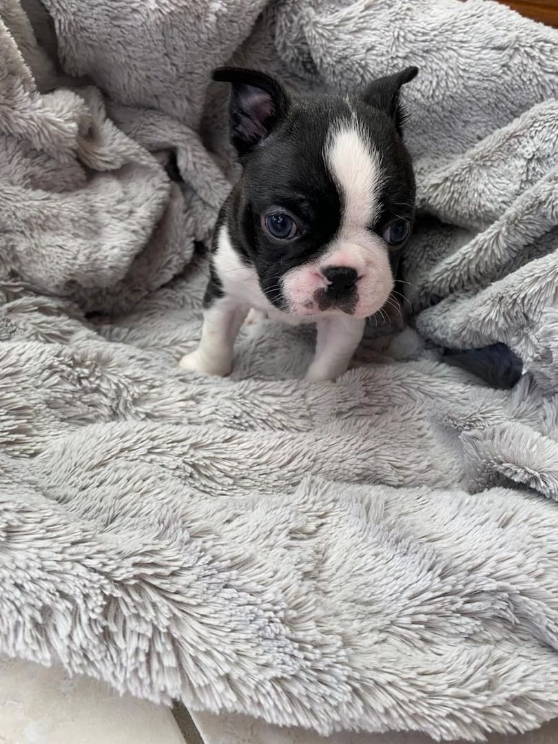 Wunderschöne Boston-Terrier-Welpen suchen ein liebevolles neues Zuhause