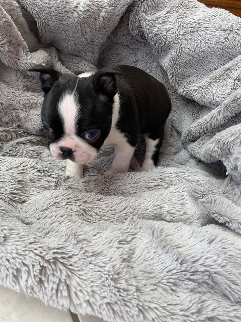 Wunderschöne Boston-Terrier-Welpen suchen ein liebevolles neues Zuhause