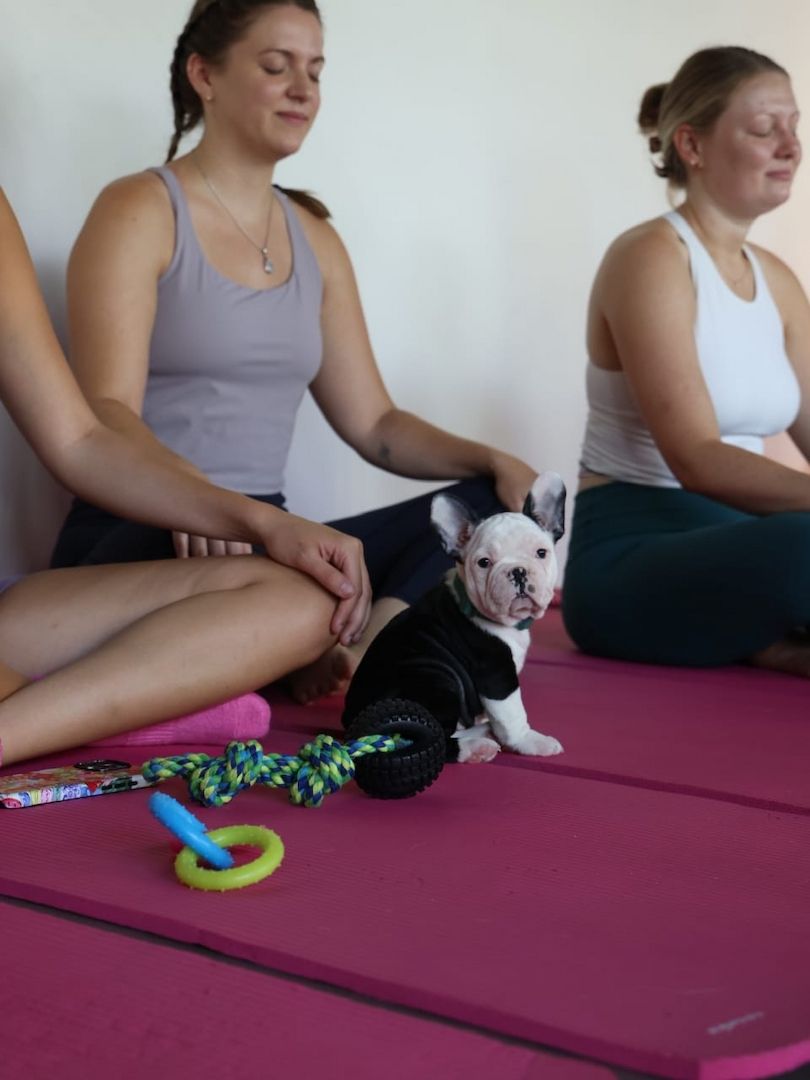 Wunderschöne Französische Bulldoggen-Welpen suchen ein liebevolles neues Zuhause