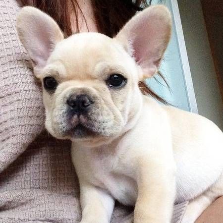 Französische Bulldoggenwelpen, ab heute verfügbar!