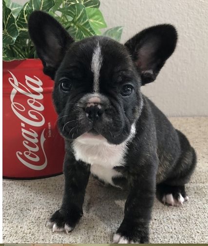 Französische Bulldoggenwelpen, ab heute verfügbar!