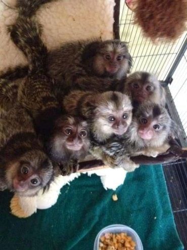 Wundervolle Marmoset-Äffchen abzugeben