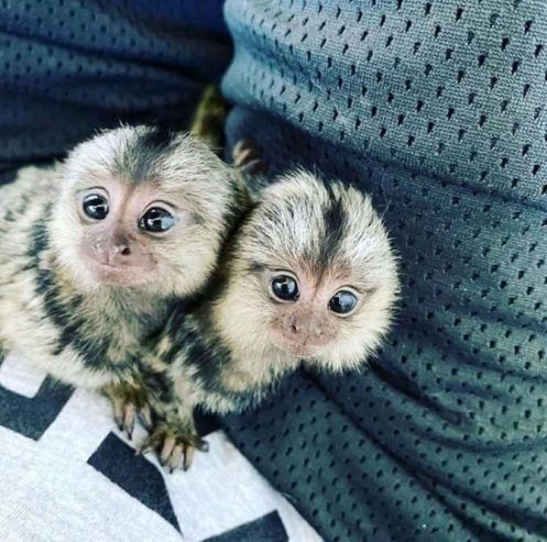 Entzückende Marmoset-Äffchen – sofort abgabebereit