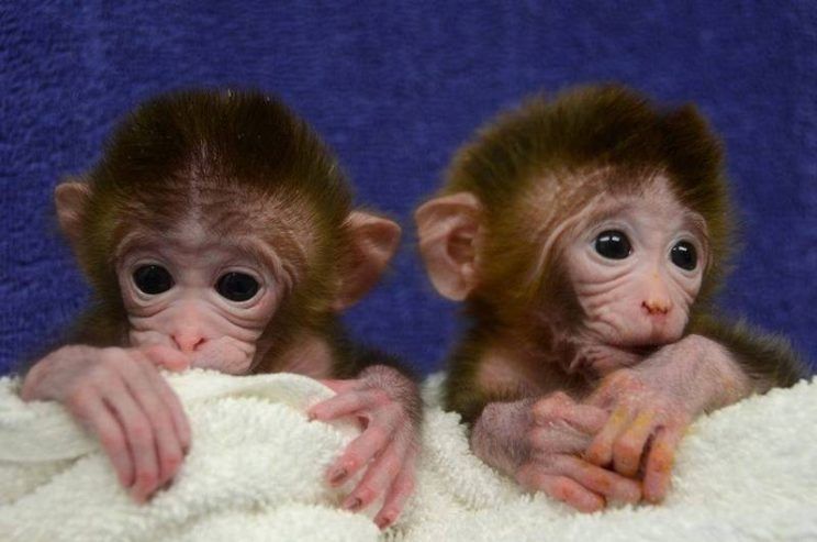 Kapuzineraffen-Babys – Männchen und Weibchen verfügbar.