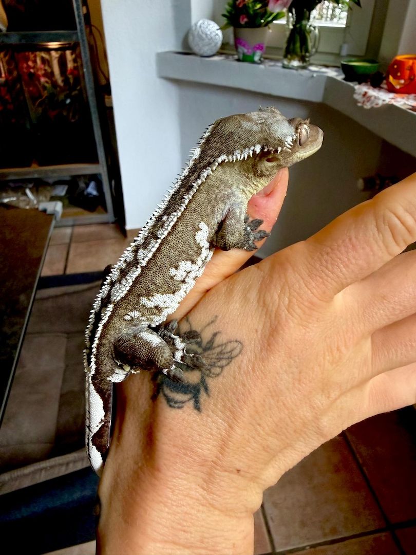 Wunderschöner Kronengecko Axanthic