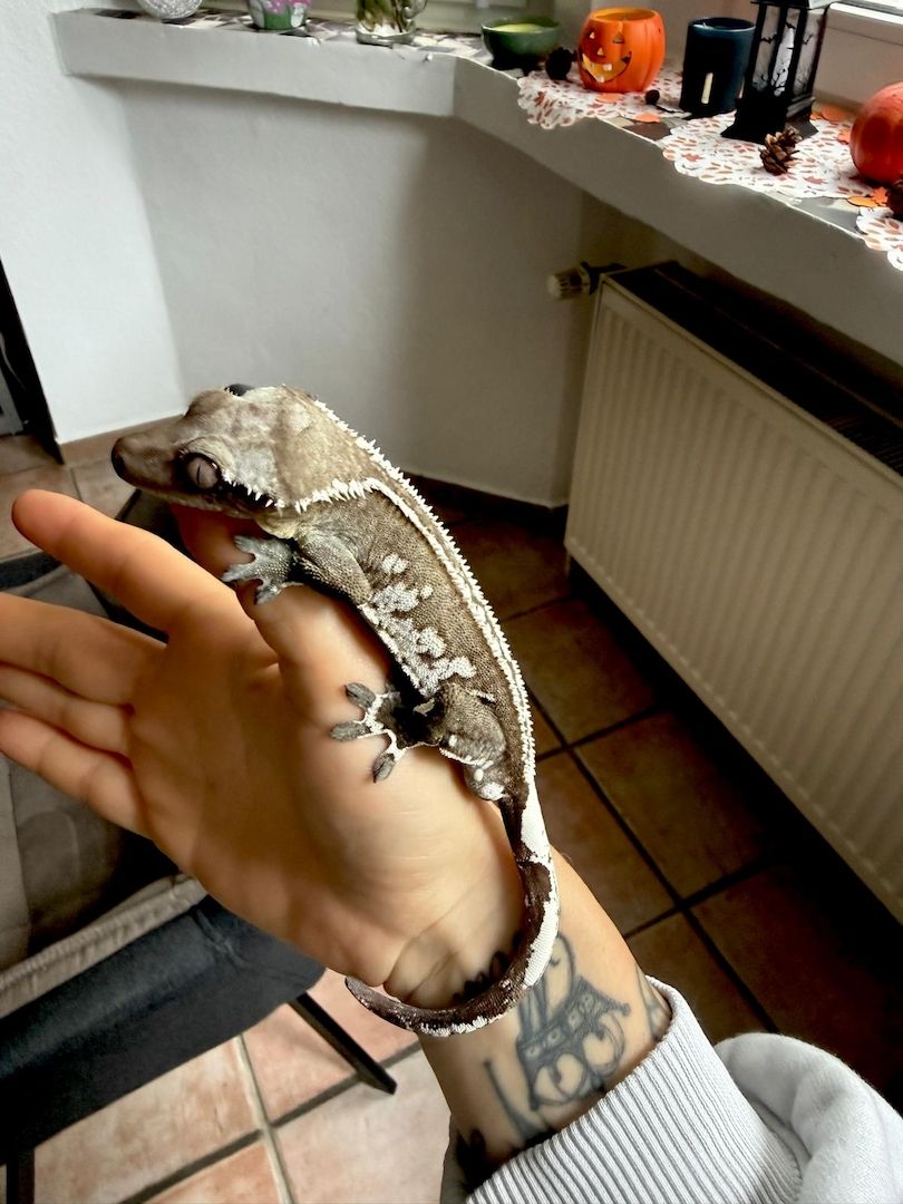 Wunderschöner Kronengecko Axanthic