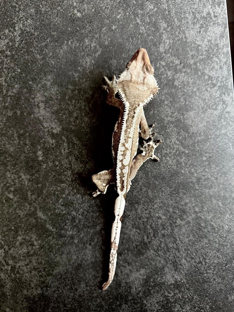 Wunderschöner Kronengecko Axanthic