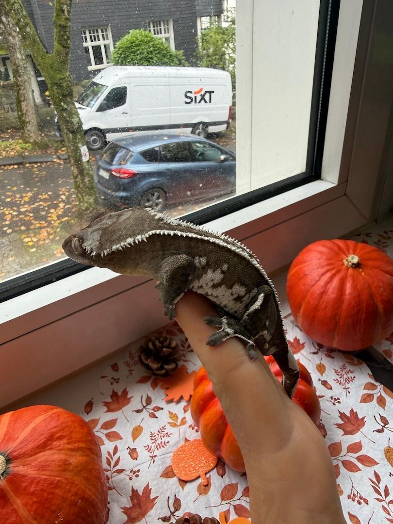 Wunderschöner Kronengecko Axanthic