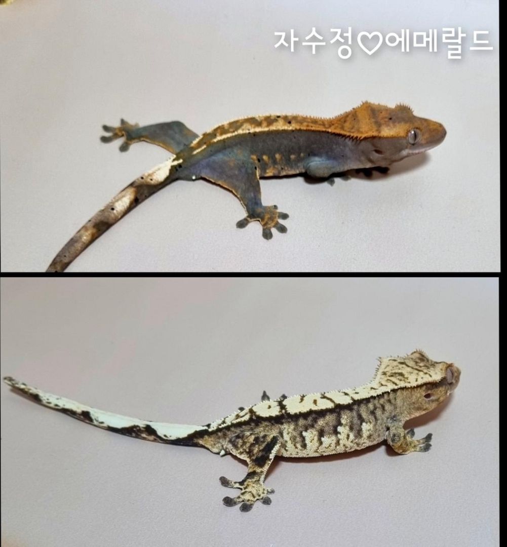 Wunderschöner Kronengecko Axanthic