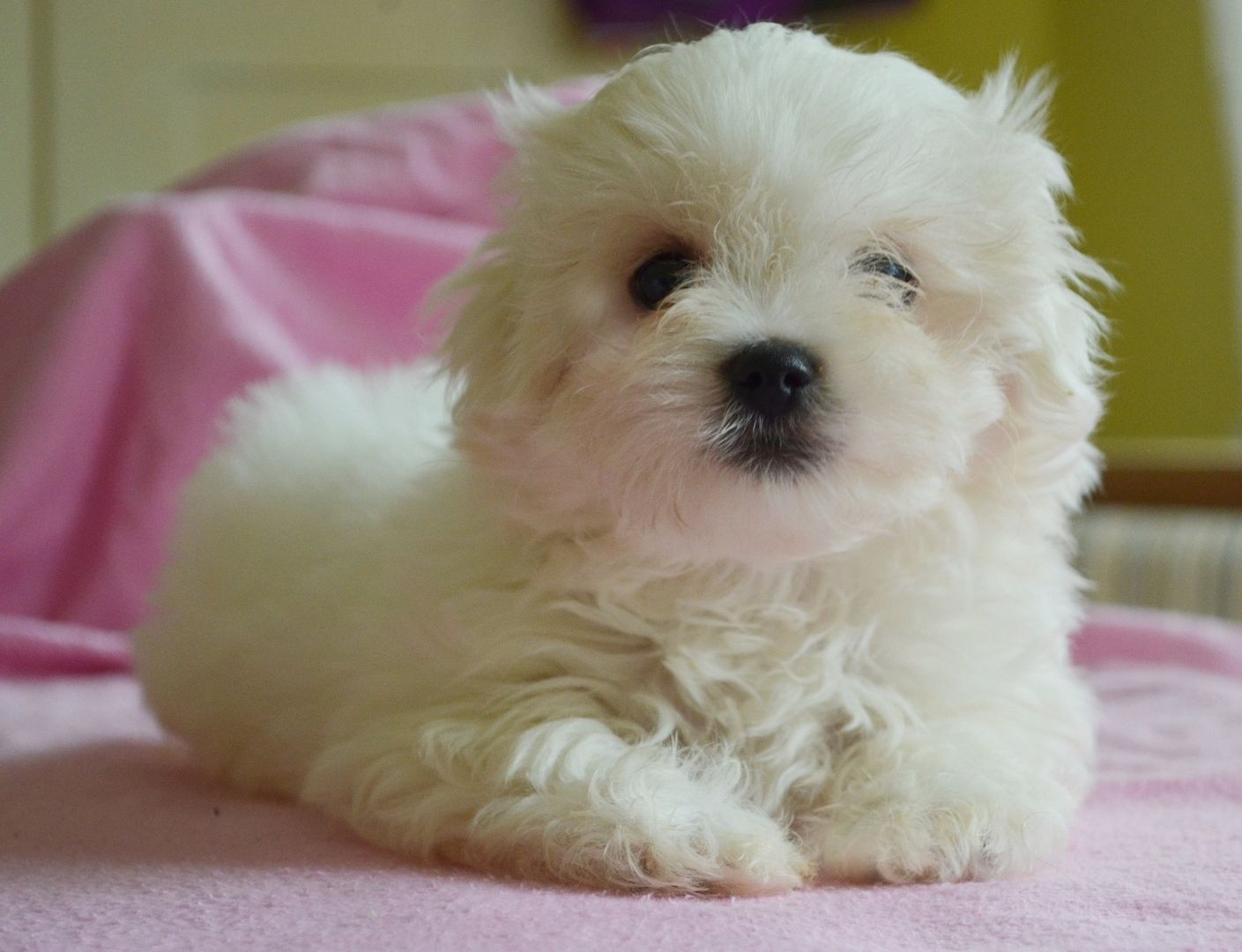 Mini Malteser welpen