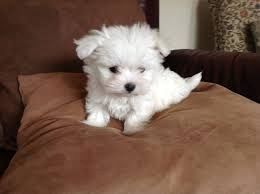 Malteser Welpen