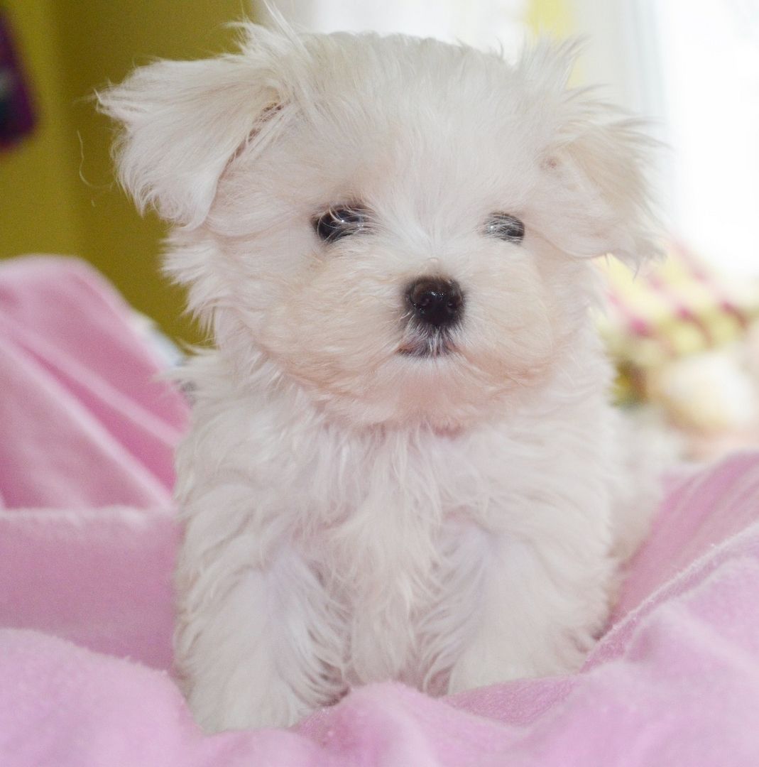 Mini-Malteser Welpen Boo