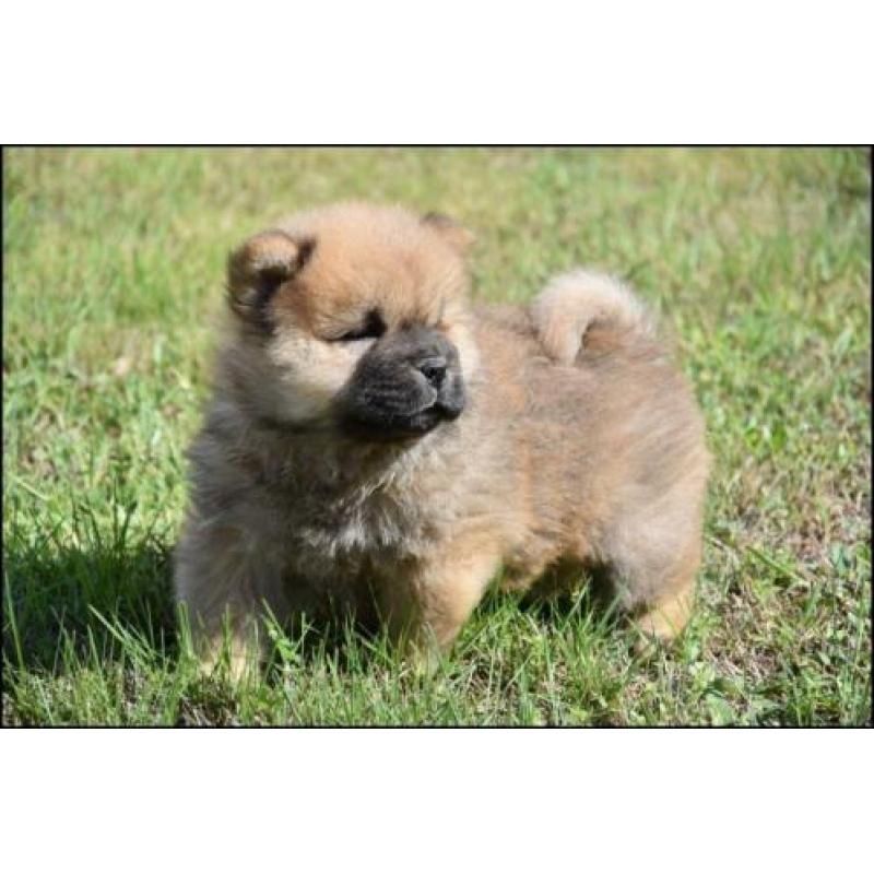 Chow-Chow-Welpen