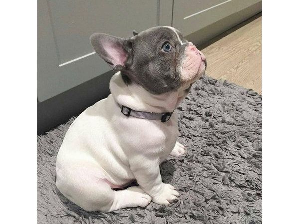 Französische Bulldoggen