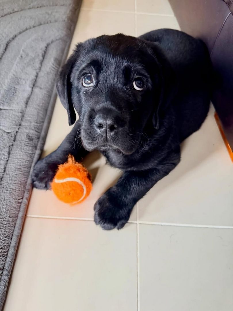 Wunderschöne Labrador-Retriever-Welpen suchen ein liebevolles neues Zuhause