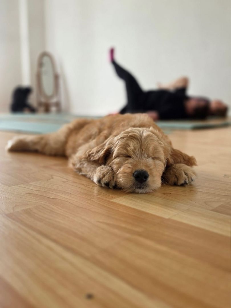 Wunderschöne Golden-Retriever-Welpen suchen ein liebevolles neues Zuhause