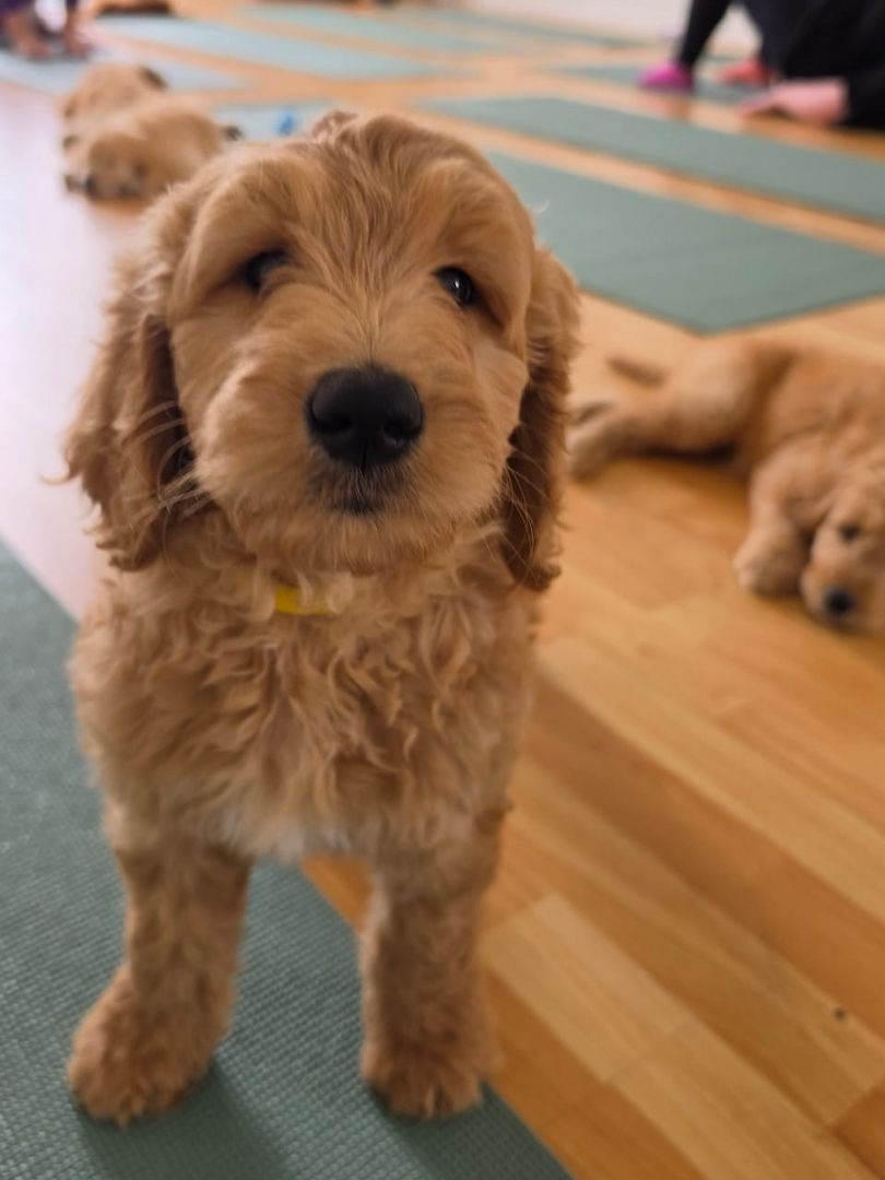 Wunderschöne Golden-Retriever-Welpen suchen ein liebevolles neues Zuhause