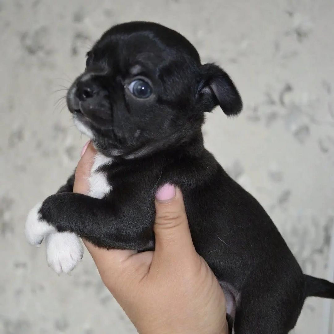 Wunderschöne Chihuahua-Welpen suchen ein liebevolles neues Zuhause