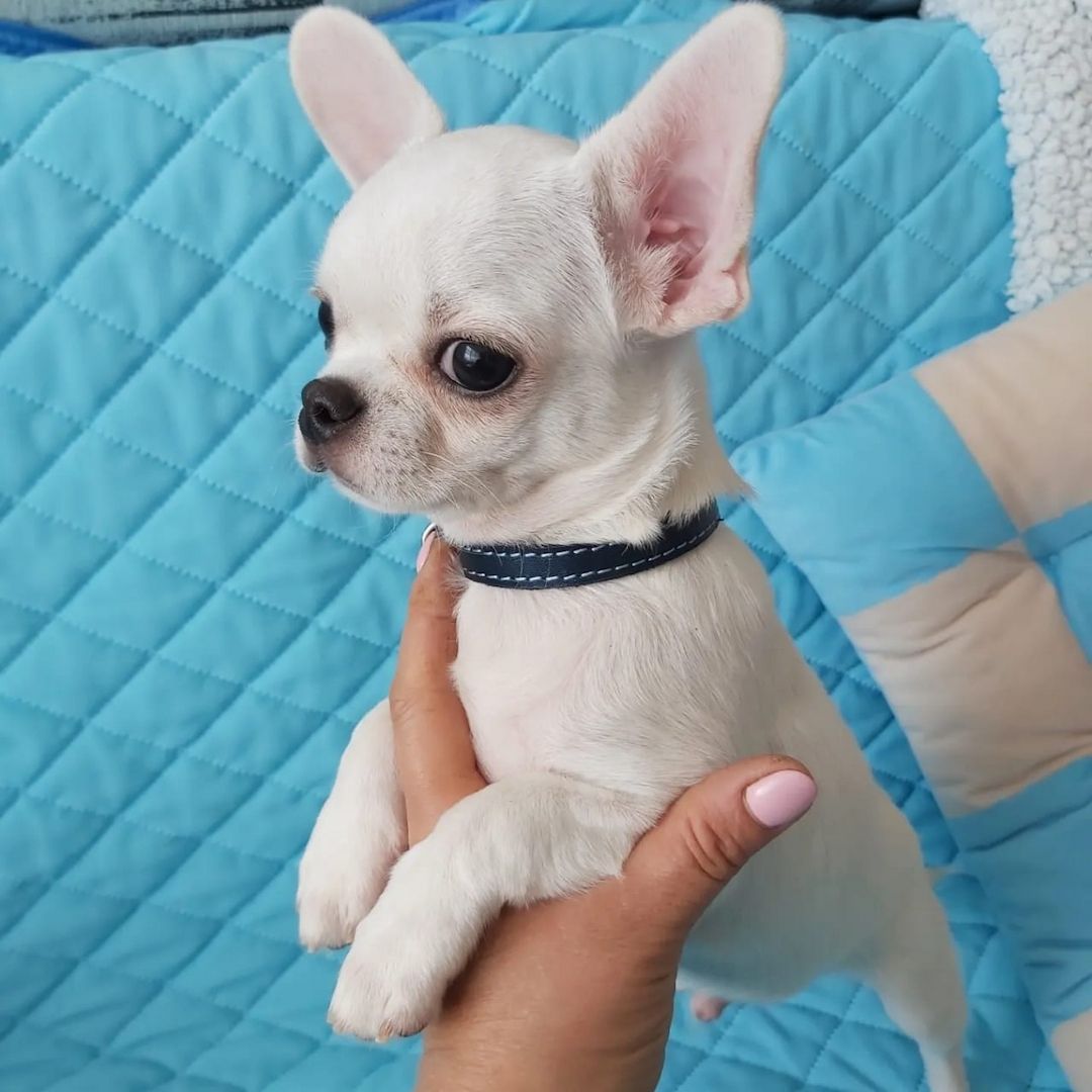 Wunderschöne Chihuahua-Welpen suchen ein liebevolles neues Zuhause