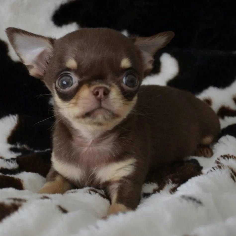 Wunderschöne Chihuahua-Welpen suchen ein liebevolles neues Zuhause