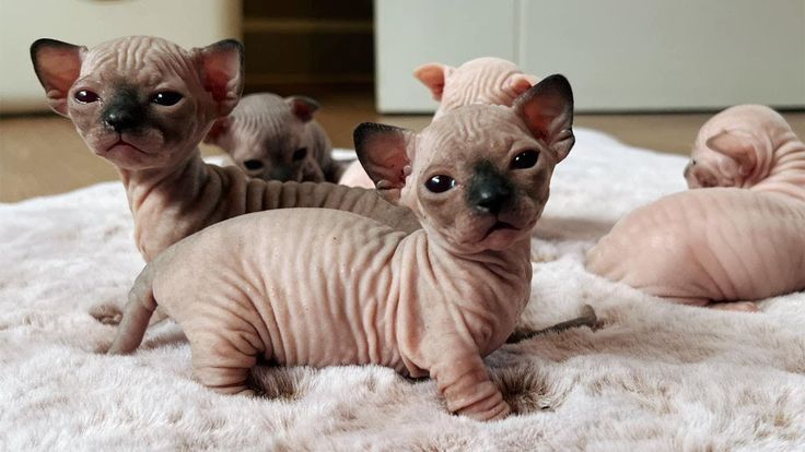 Sphynx-Kätzchen