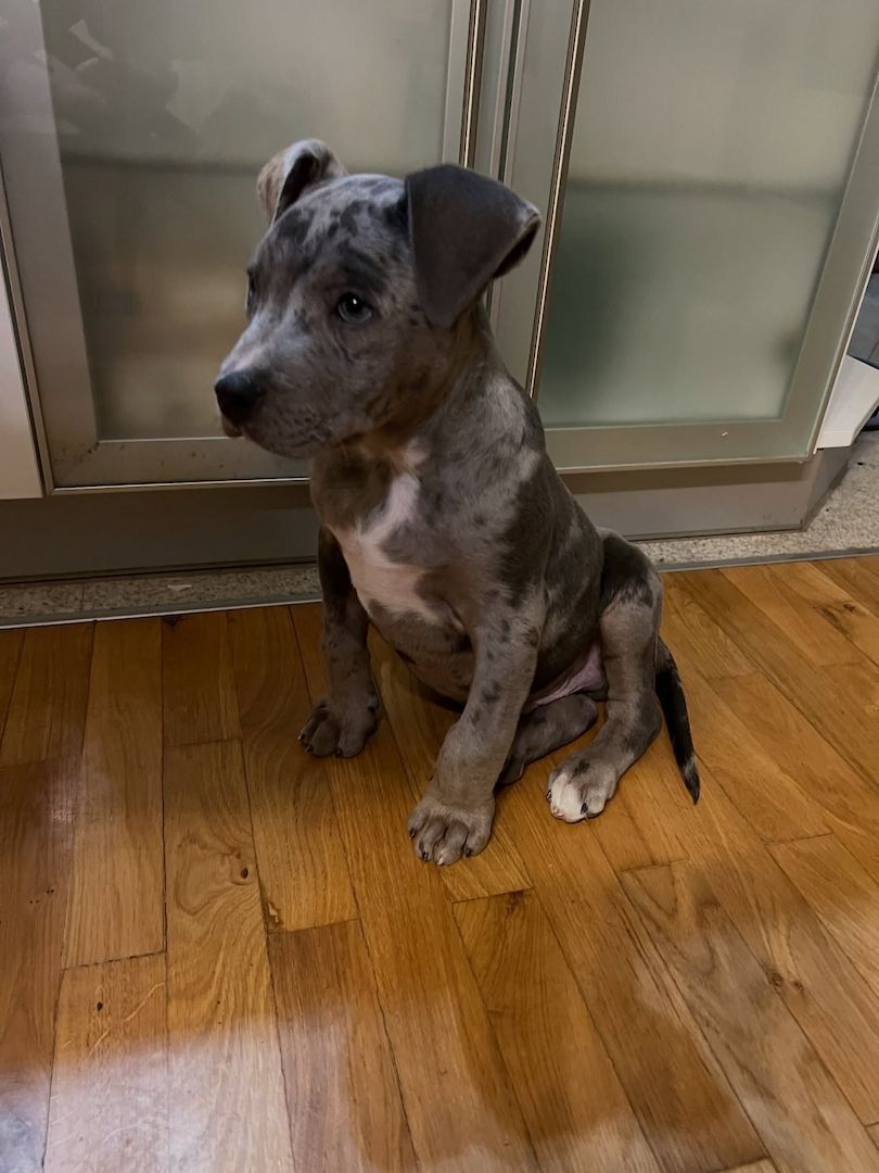 Wunderschöne Pitbull-Welpen suchen ein liebevolles neues Zuhause