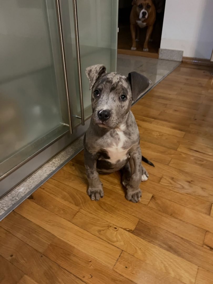 Wunderschöne Pitbull-Welpen suchen ein liebevolles neues Zuhause