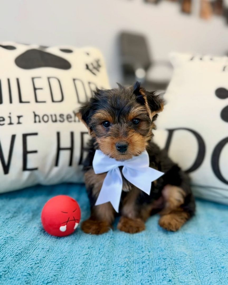 Wunderschöne Yorkshire-Terrier-Welpen suchen ein liebevolles neues Zuhause