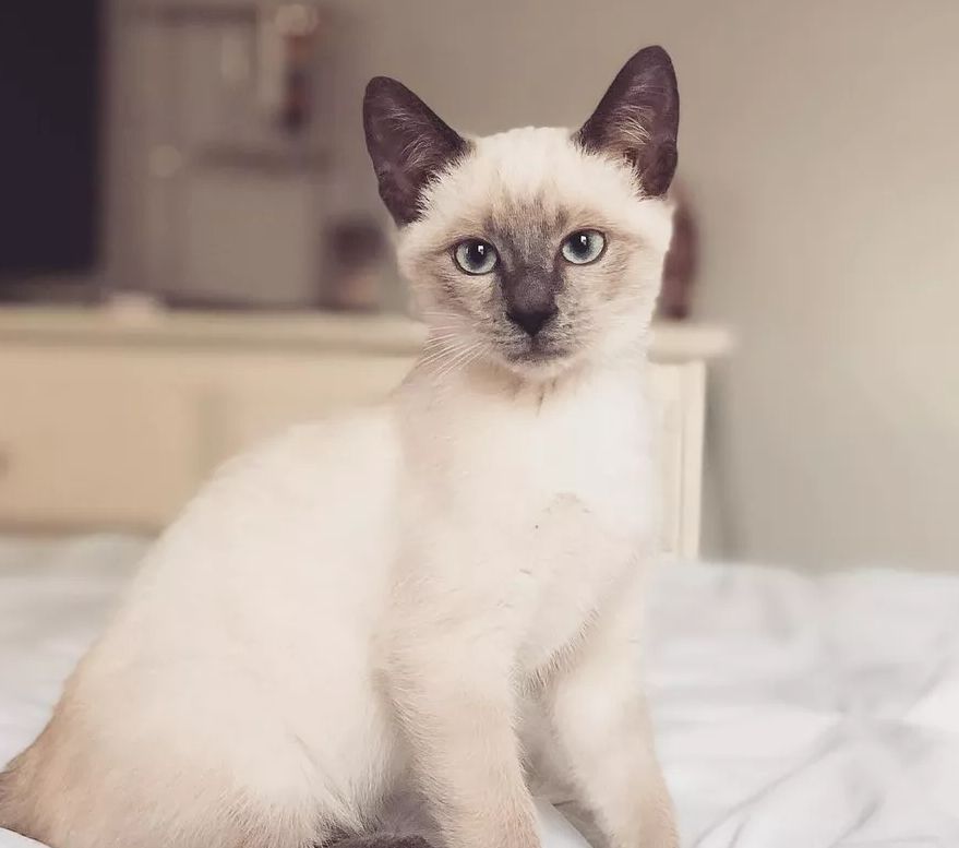 Siemese Katzen